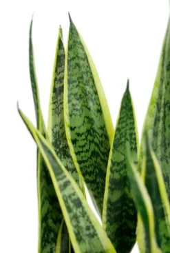 Sansevieria laurentii - Vrouwentong