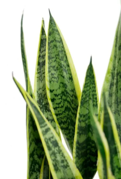 Sansevieria laurentii - Vrouwentong