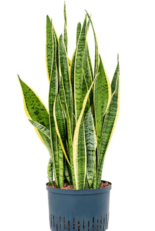 Sansevieria laurentii - Vrouwentong