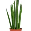 Sansevieria Mikado - Stekje
