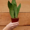 Sansevieria Moonshine - Vrouwentong