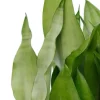 Sansevieria moonshine - Vrouwentong