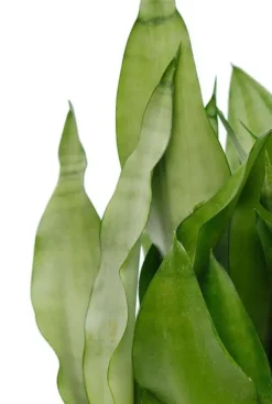 Sansevieria moonshine - Vrouwentong