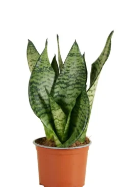 Sansevieria Trifasciata Black Coral - Vrouwentong