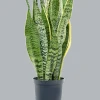 Sansevieria trifasciata 'Laurentii' - Vrouwentong