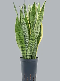 Sansevieria trifasciata 'Laurentii' - Vrouwentong