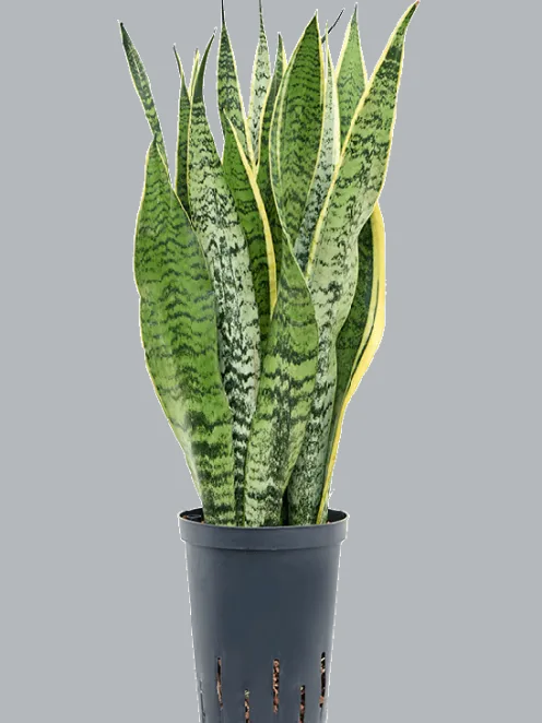 Sansevieria trifasciata 'Laurentii' - Vrouwentong