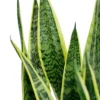 Sansevieria trifasciata 'Laurentii' - Vrouwentong