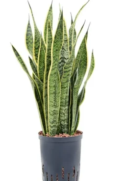 Sansevieria trifasciata 'Laurentii' - Vrouwentong