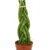 Sansevieria Twister - Vrouwentong