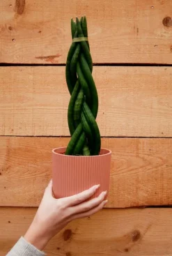 Sansevieria Twister - Vrouwentong