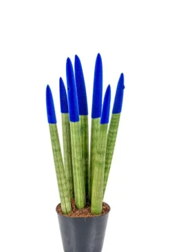 Sansevieria Velvet Touch - Vrouwentong