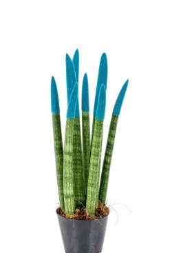 Sansevieria Velvet Touch - Vrouwentong