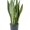 Sansevieria zeylanica - Vrouwentong