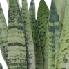 Sansevieria zeylanica - Vrouwentong