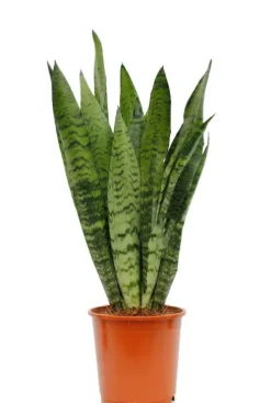 Sansevieria Zeylanica - Vrouwentong