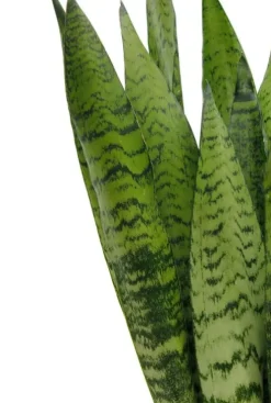 Sansevieria Zeylanica - Vrouwentong