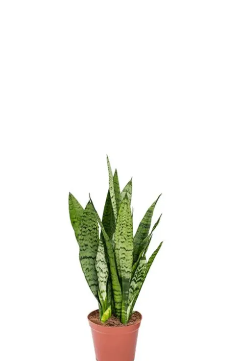 Sansevieria Zeylanica - Vrouwentong