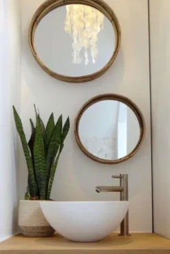 Sansevieria Zeylanica - Vrouwentong