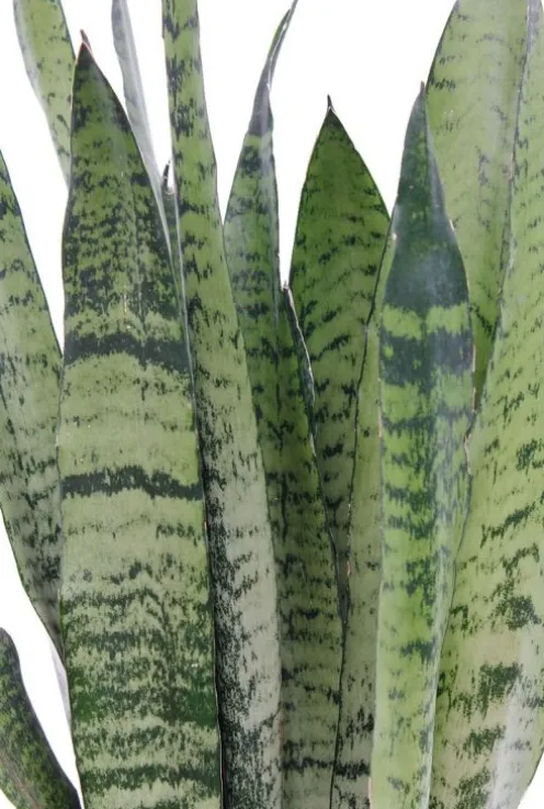 Sansevieria Zeylanica - Vrouwentong