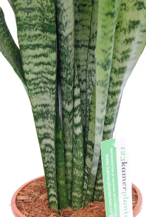 Sansevieria Zeylanica - Vrouwentong