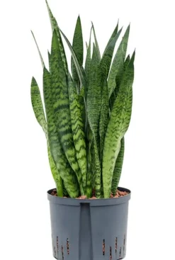 Sansevieria zeylanica - Vrouwentong
