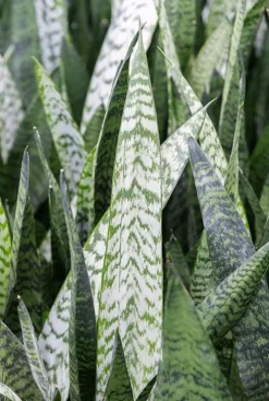 Sansevieria zeylanica - Vrouwentong