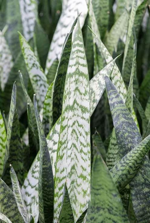 Sansevieria zeylanica - Vrouwentong