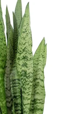 Sansevieria Zeylanica - Vrouwentong