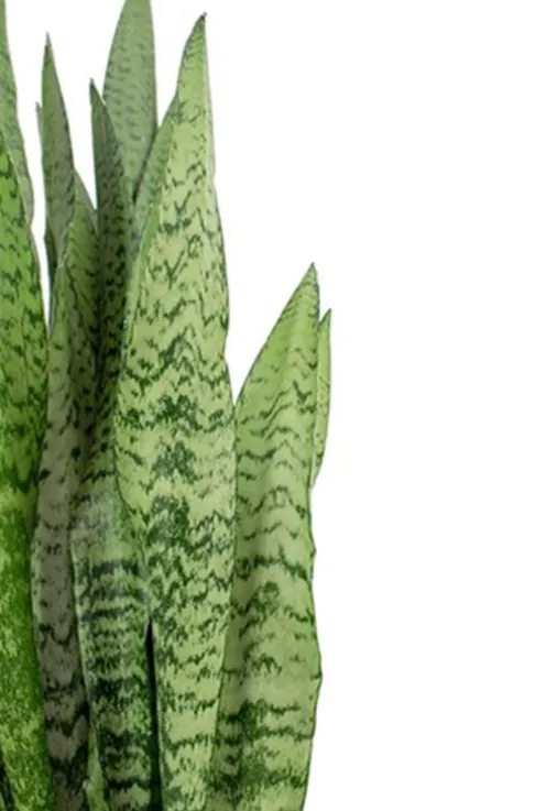 Sansevieria Zeylanica - Vrouwentong