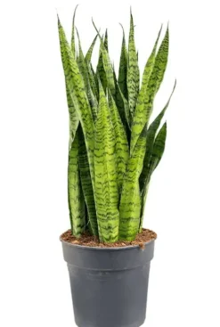 Sansevieria zeylanica - Vrouwentong