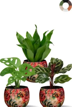 Schaduwplanten in rode potjes