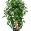 Schefflera arboricola - Vingersboom