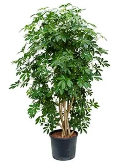 Schefflera arboricola - Vingersboom