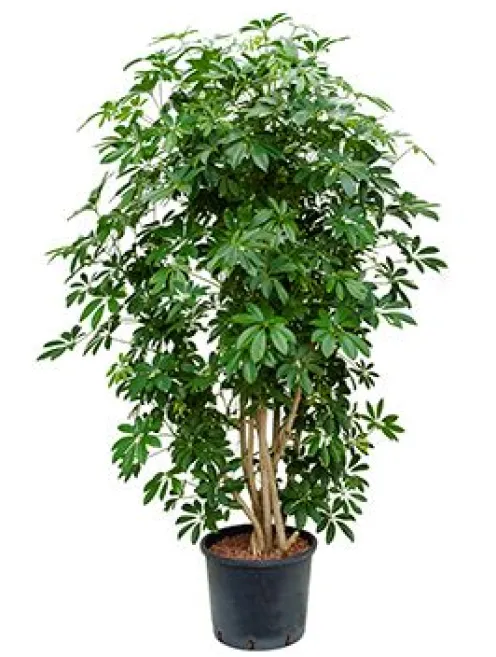 Schefflera arboricola - Vingersboom
