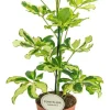 Schefflera Charlotte - Vingersboom