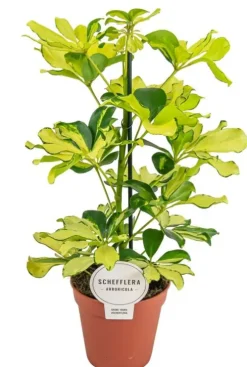 Schefflera Melanie - Vingersboom