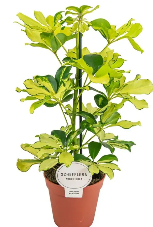 Schefflera Melanie - Vingersboom