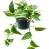 Scindapsus Aureum - Epipremnum