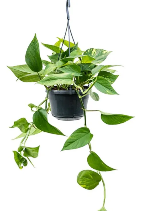 Scindapsus Aureum - Epipremnum