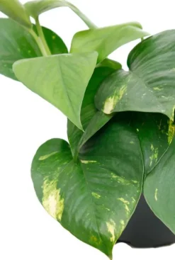 Scindapsus Aureum - Epipremnum