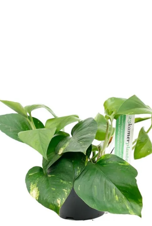 Scindapsus Aureum - Epipremnum