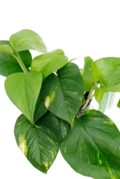 Scindapsus Aureum - Epipremnum