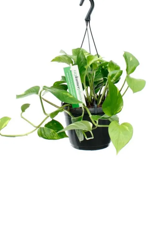 Scindapsus Aureum - Epipremnum