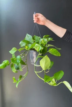 Scindapsus Aureum - Epipremnum