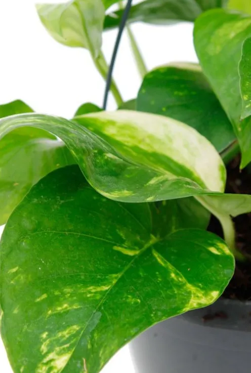 Scindapsus Aureum - Epipremnum