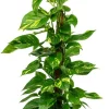 Scindapsus Aureum - Epipremnum