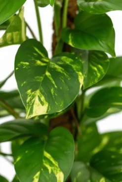 Scindapsus Aureum - Epipremnum