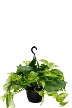Scindapsus Aureum - Epipremnum