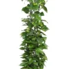 Scindapsus Aureum - Epipremnum